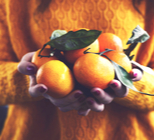 7 הפירות הכי בריאים של החורף-תמונה